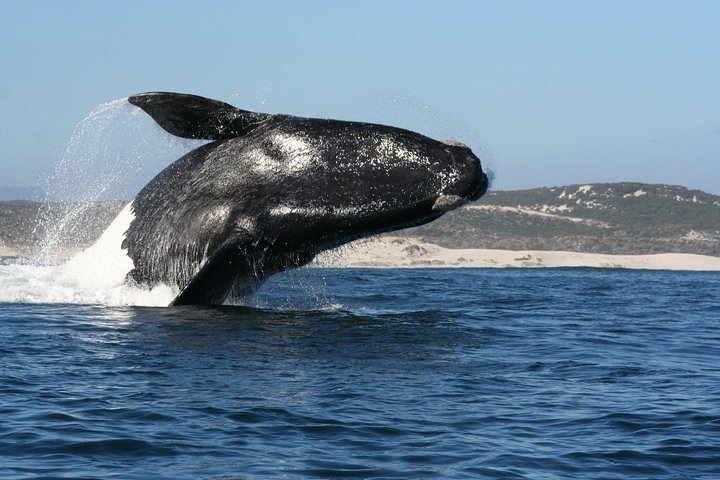 Whale Watching - Tourism Africa