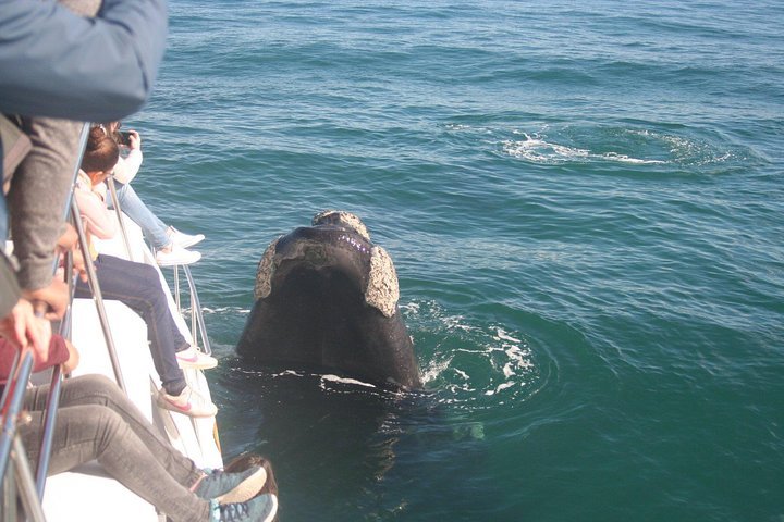 Whale Watching - thumb 1