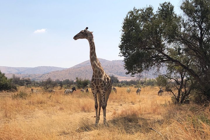 Full Day Exquisite Pilanesberg Safari From Johannesburg - thumb 3
