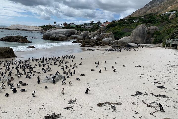 Seal Island Private Tour With Penguins, Cape Point & Table Mountain. - thumb 3