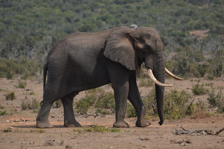 Full Day Big 5 Addo Elephant National Park Private Game Drives - thumb 2