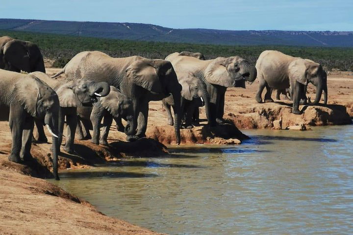 Full Day Big 5 Addo Elephant National Park Private Game Drives - thumb 4