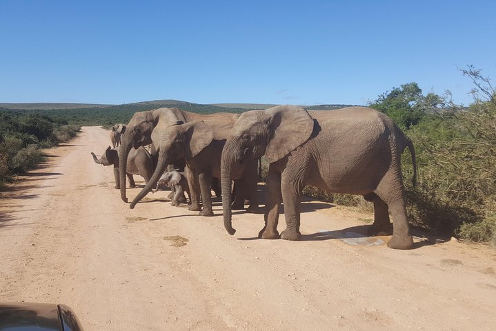 Addo Elephant National Park Private Half Day Game Drive - thumb 1