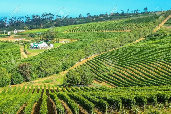 Cape Town Private, Wineland Tasting Tour