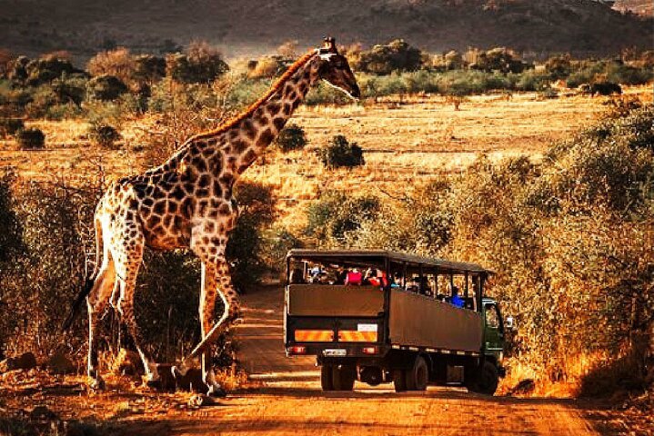 Pilanesberg Day Tour(3 Hour Guided Open Truck Safaris) - thumb 0