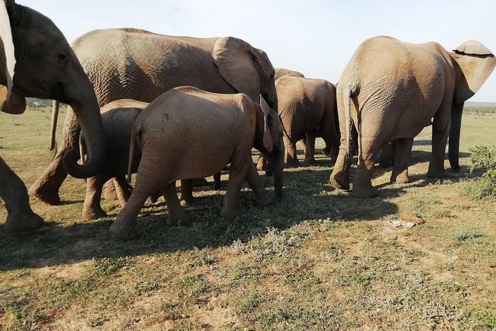 Addo Elephant Park Day Visit Plus 2 Hours In Open Vehicle With Park Ranger - thumb 0