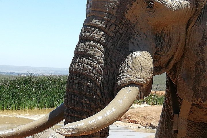 Addo Elephant Park Day Visit Plus 2 Hours In Open Vehicle With Park Ranger - thumb 4