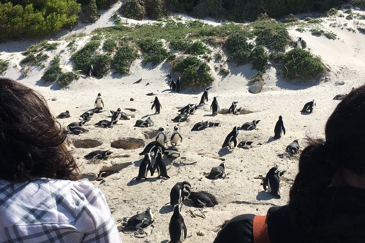 Cape Of Good Hope And Boulders Beach Full Day Tour - thumb 3