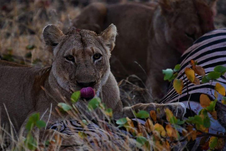 Kruger National Park Full Day Tour Minimum 2people - thumb 3