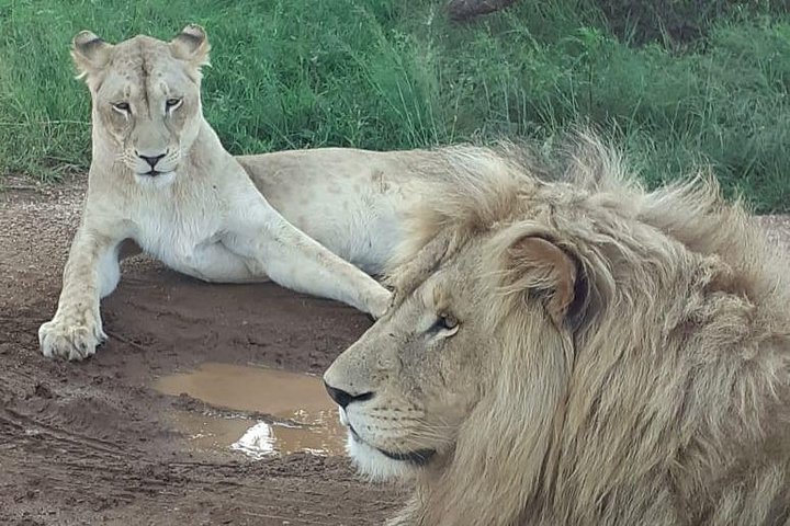 Kruger National Park Full Day Tour Minimum 2people - thumb 4