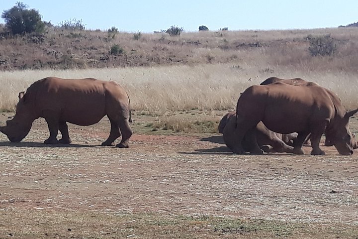 Safari Experience At Rhino & Lion Park - thumb 2