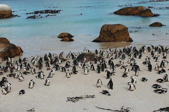Cape Of Good Hope And Penguins Full Day Small Group Tour From Cape Town - thumb 4