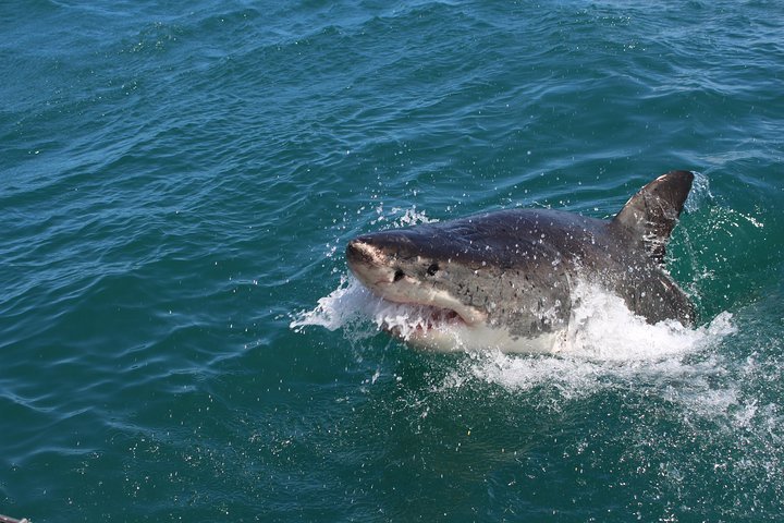 Shark Cage Diving Tour from Cape Town - Tourism Africa