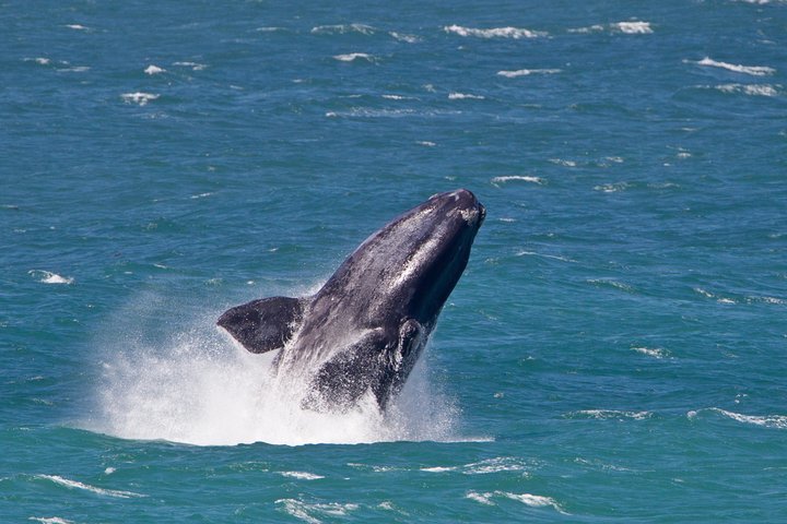 Whale Watching Day Trip From Cape Town - thumb 5