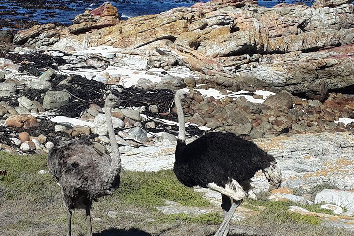 Cape Of Good Hope And Cape Winelands Day Tour From Cape Town - thumb 1