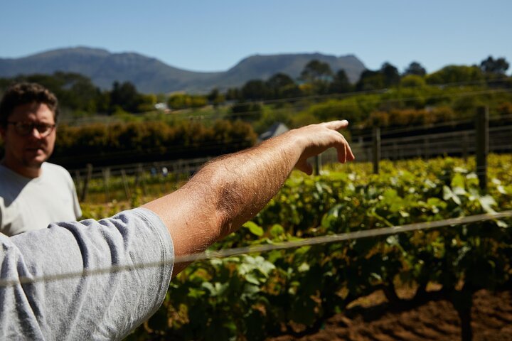 Stellenbosch Wine Tour - Top 3 South African Wineries Private Tour