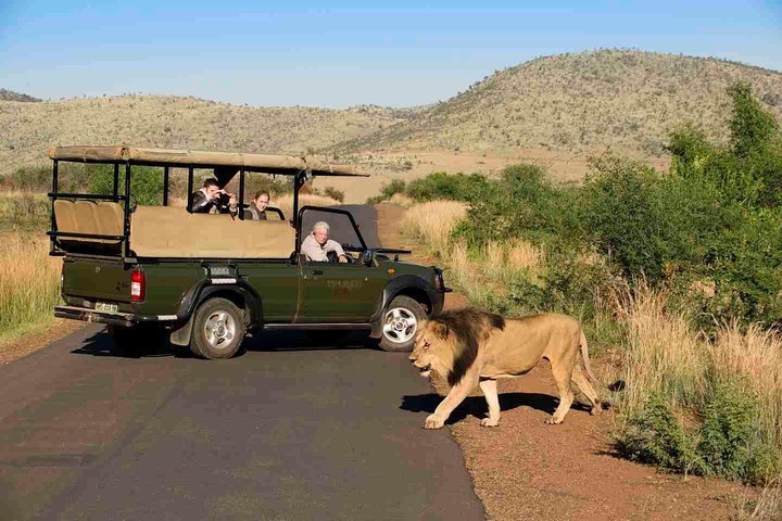 Full Day Ultimate Pilanesberg National Park Safari From Johannesburg Or Pretoria - thumb 4