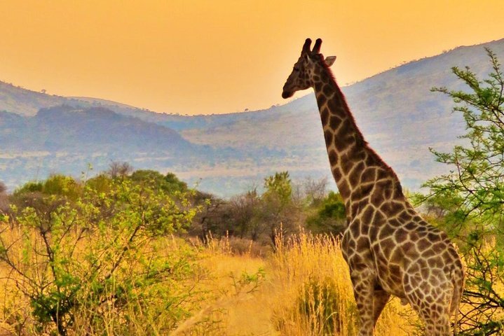Full Day Ultimate Pilanesberg National Park Safari From Johannesburg Or Pretoria - thumb 5