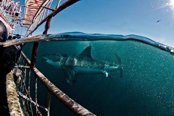 Great White Shark Diving Experience. - thumb 0