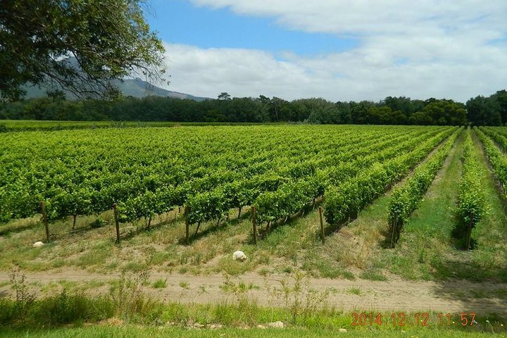 African Story Wine Tours in the Cape Winelands - Tourism Africa
