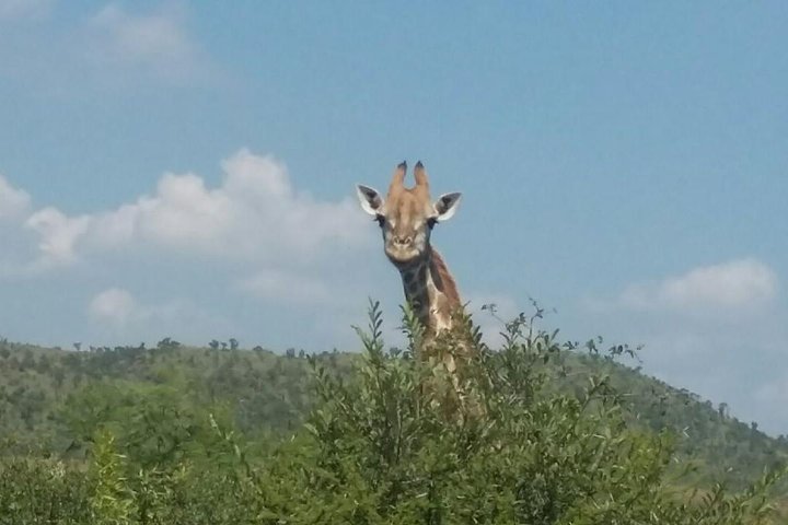 2 Day Tented Safari In The Pilanesberg - thumb 1