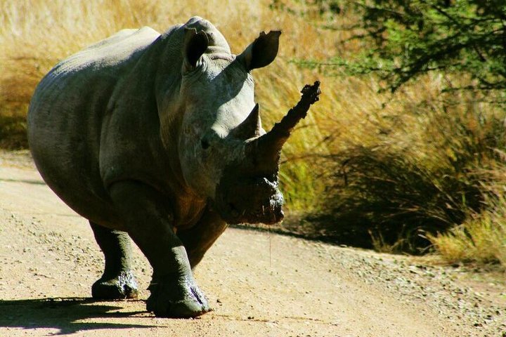 2 Day Tented Safari In The Pilanesberg - thumb 3