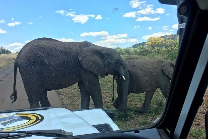 2 Day Tented Safari In The Pilanesberg - thumb 5