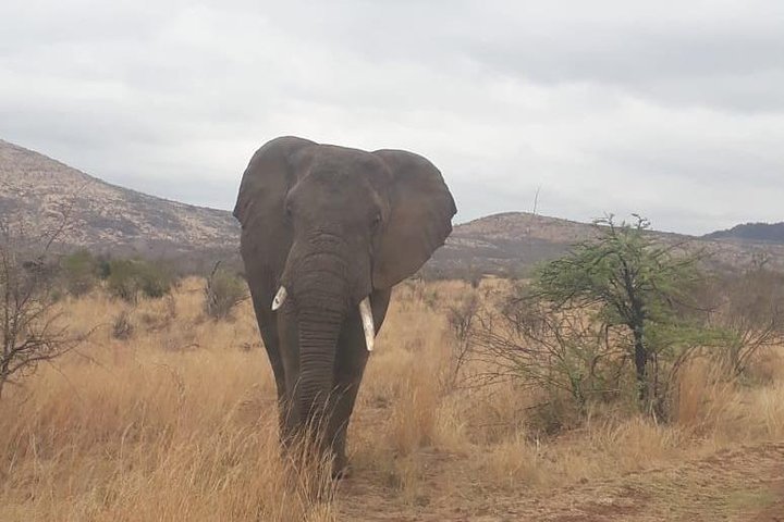 Pilanesberg Game Reserve Guided Day Tour From Johannesburg Or Pretoria - thumb 3