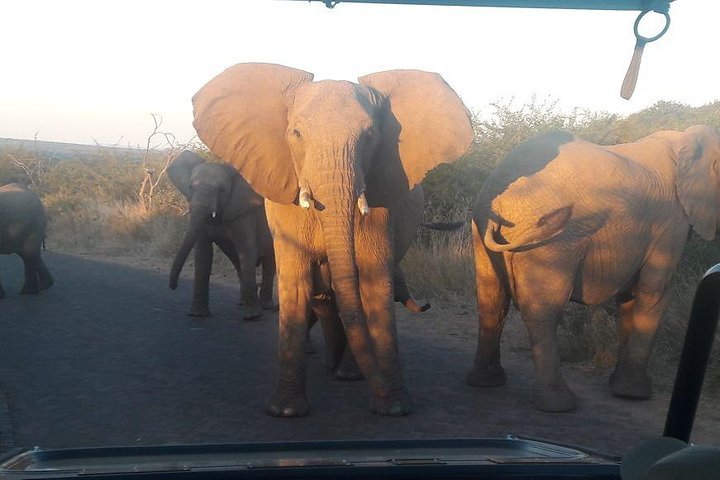 Pilanesberg Game Reserve Guided Day Tour From Johannesburg Or Pretoria - thumb 5