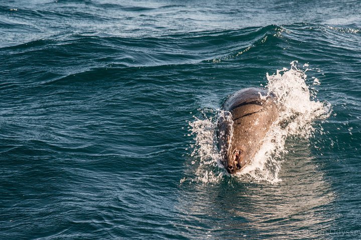 Knysna Dolphin Watching & Garden Route Coastline Experience - thumb 5