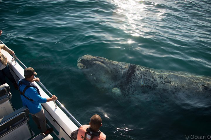 Whale Watching Knysna - Close Encounter Experience Ocean Odyssey - thumb 1