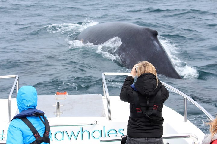 Whale Watching Knysna - Close Encounter Experience Ocean Odyssey - thumb 2