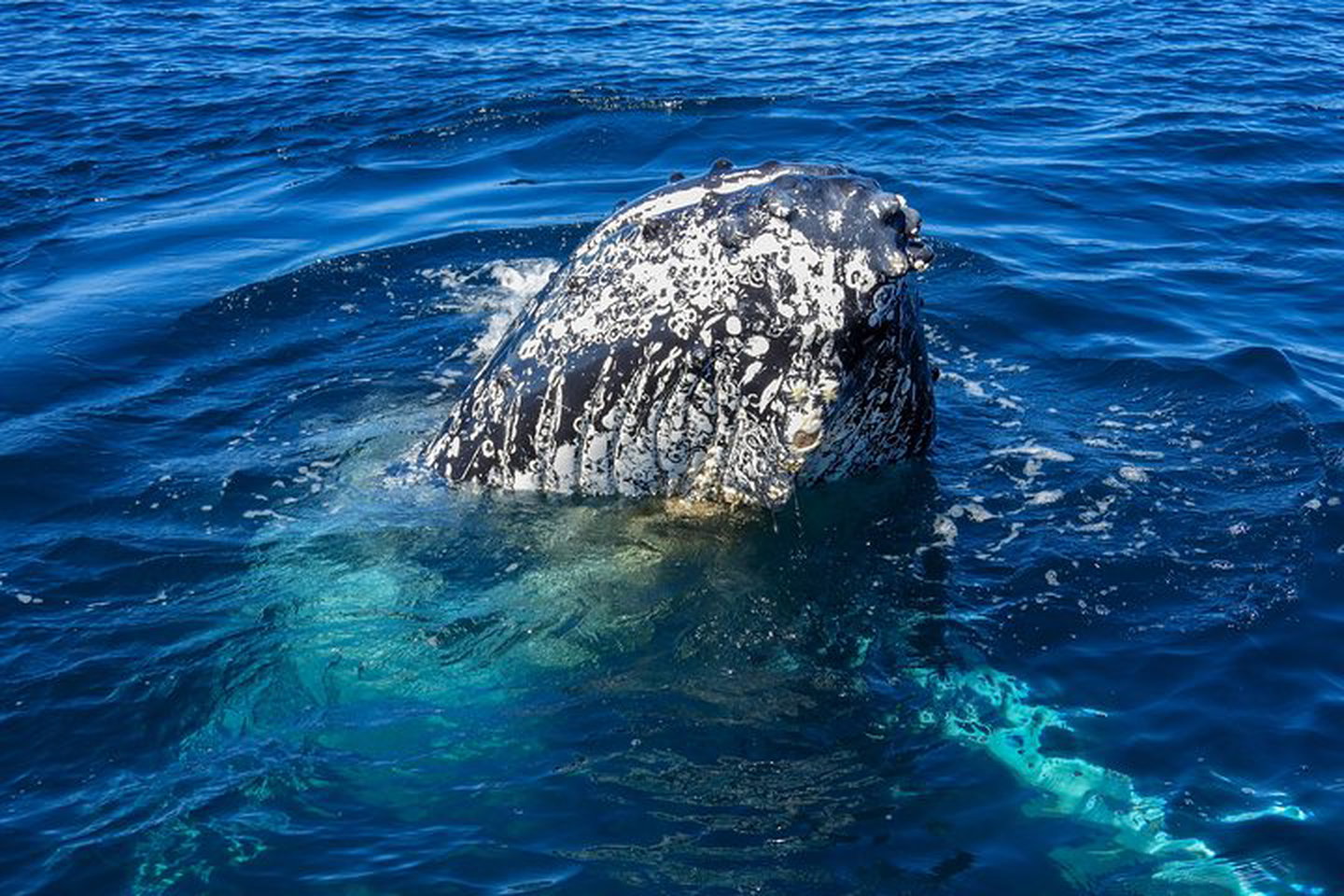 Whale Watching Knysna - Close Encounter Experience Ocean Odyssey - thumb 3