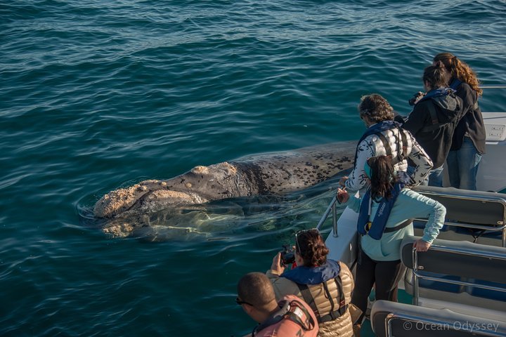 Whale Watching Knysna - Close Encounter Experience Ocean Odyssey - thumb 4