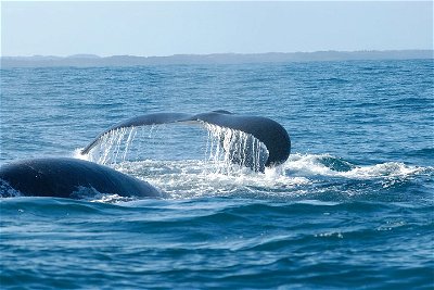 2 Day Luxury Whale Coast with Wildlife Botlierskop Safari Private Tour