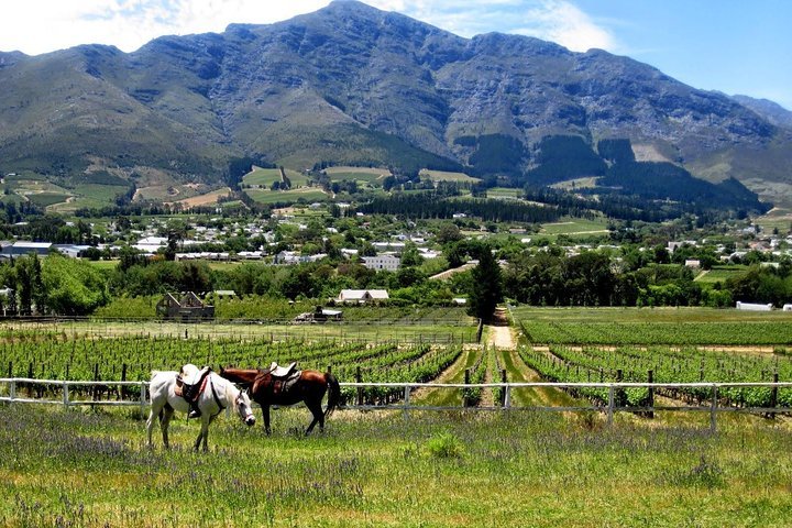Taste The Winelands: Wine Tram And Tastings At Franschhoek, Stellenbosch, Paarl - thumb 4