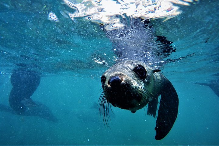 Swim with Seals - Tourism Africa