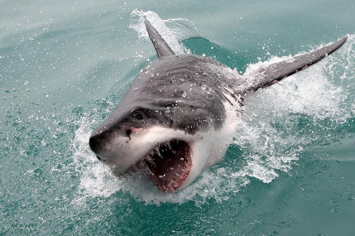 Shark Cage Diving and Viewing from Cape Town - Tourism Africa