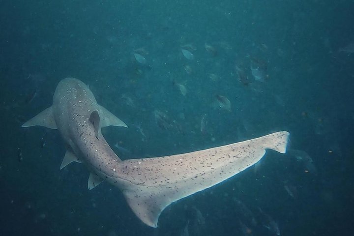 African Shark Eco-Charters Shark Cage Diving Cape Town - Tourism Africa