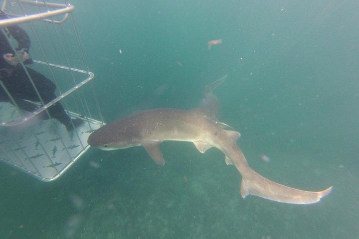 African Shark Eco-Charters Shark Cage Diving Cape Town - thumb 3