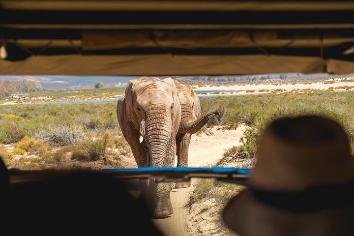 Lion And Safari Park Tour In Johannesburg With Hotel Pickup - thumb 4