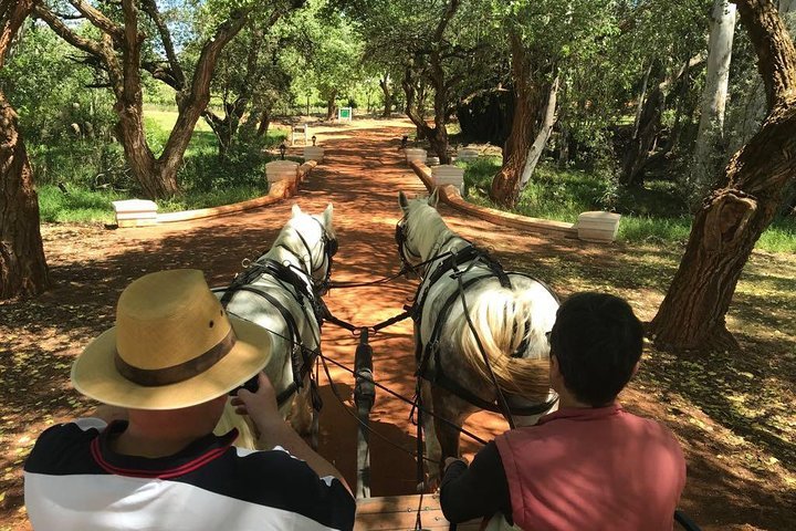 20 Minute Carriage Trail Departing At 12h00 Every Day - thumb 3