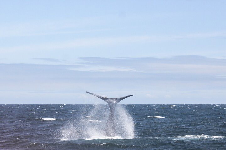 Whale Watching In Hermanus Tour - thumb 0