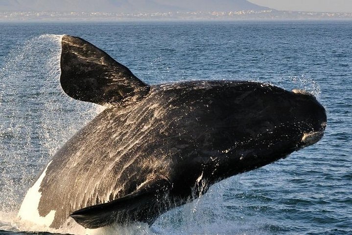 Whale Watching In Hermanus Tour - thumb 1