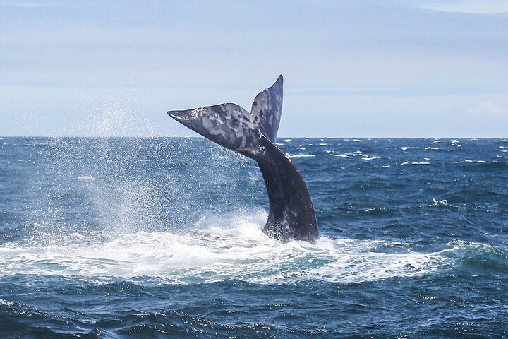 Whale Watching In Hermanus Tour - thumb 3