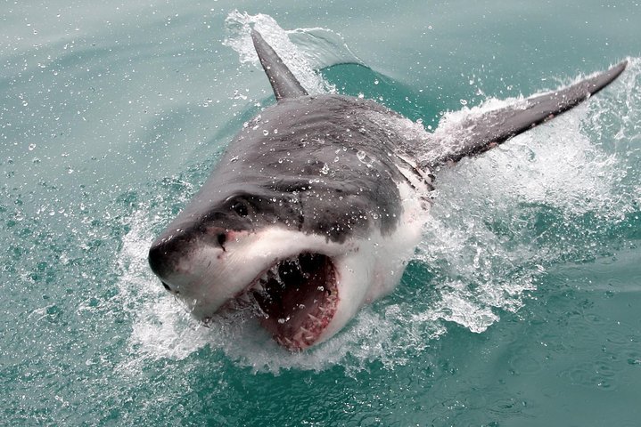 ( Cape Town Private Tour ) Hermanus Shark Cage Diving - thumb 0