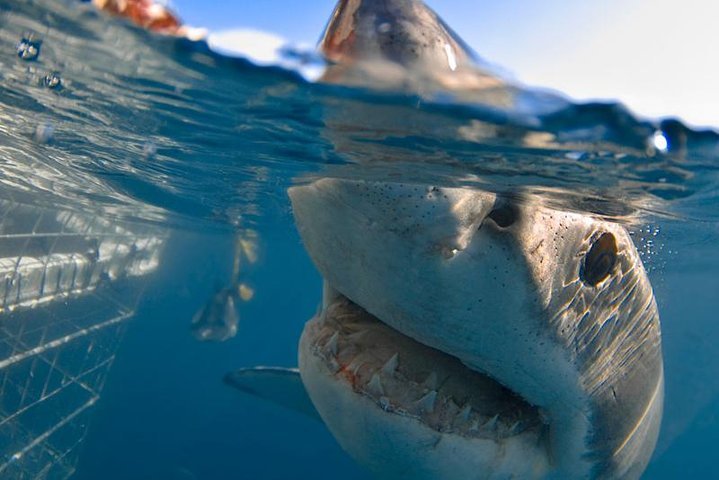 ( Cape Town Private Tour ) Hermanus Shark Cage Diving - thumb 1