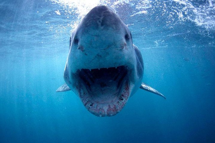 ( Cape Town Private Tour ) Hermanus Shark Cage Diving - thumb 2