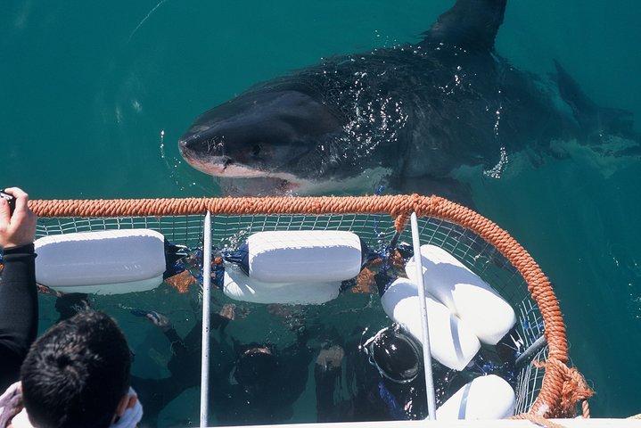 ( Cape Town Private Tour ) Hermanus Shark Cage Diving - thumb 3