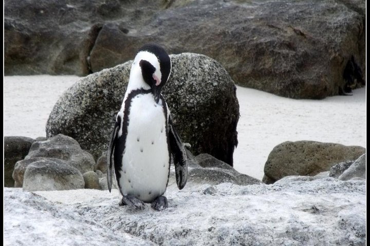 (Cape Town )Private Tour - Cape Peninsula Penguin Full Day - thumb 1